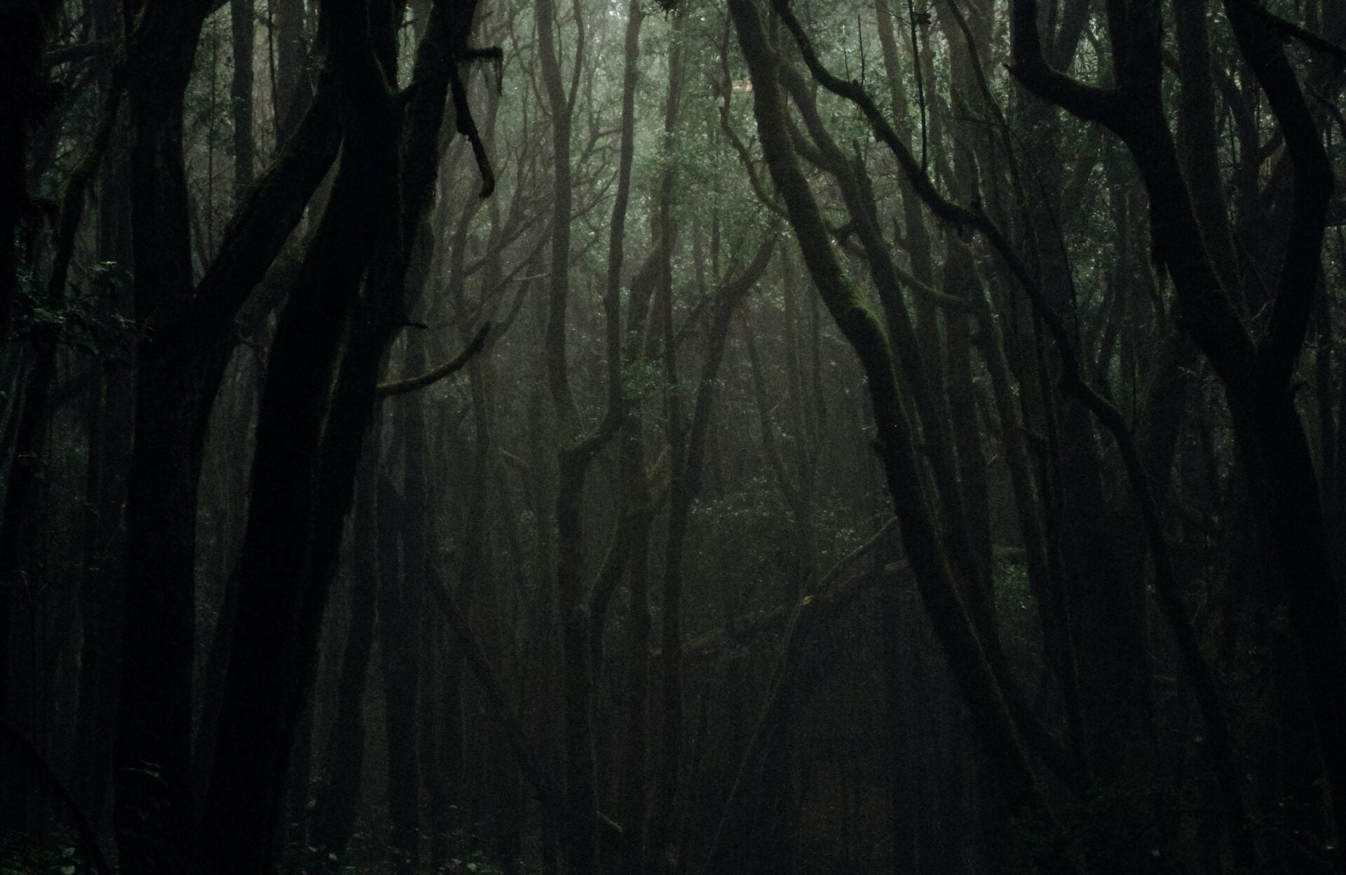 Bosque tenebroso