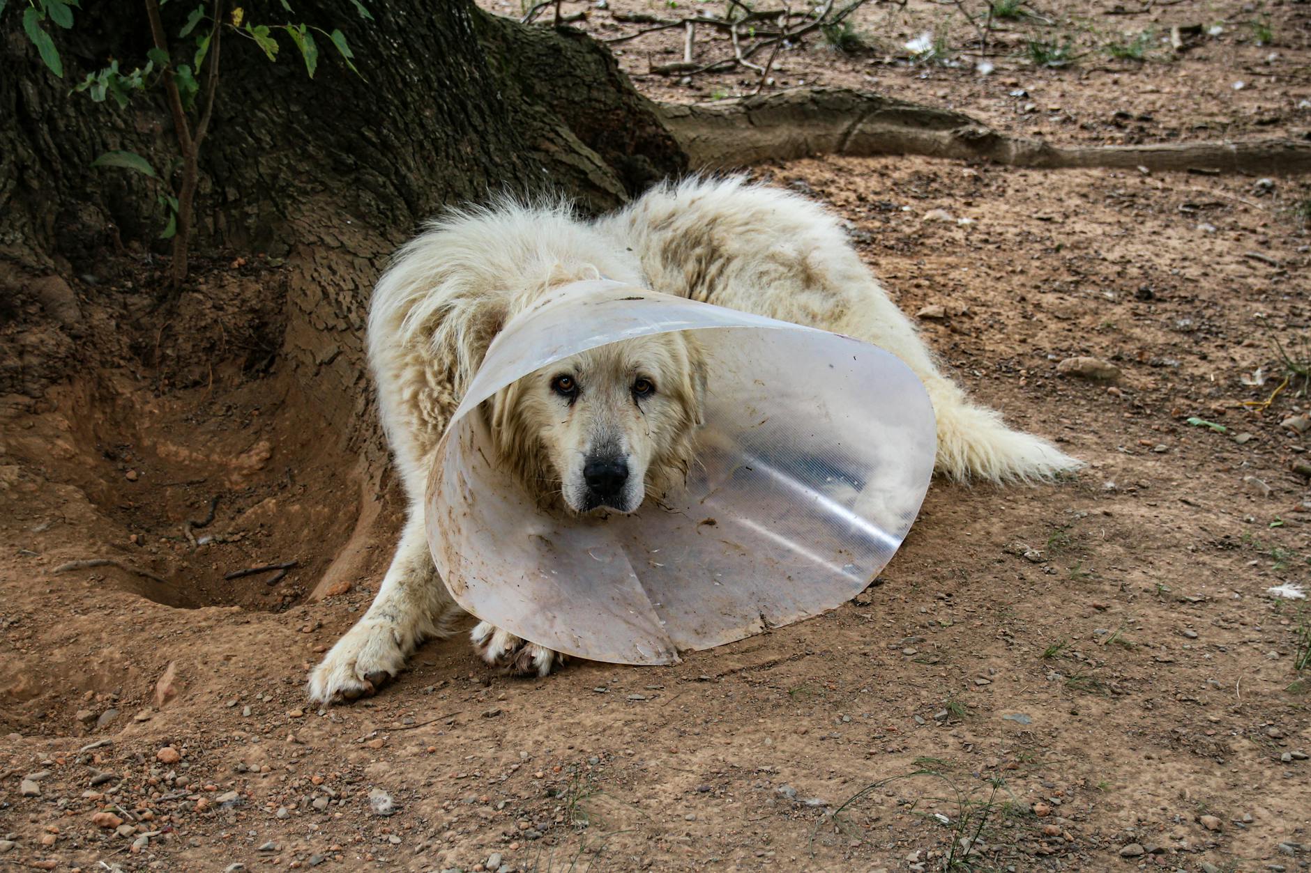 a dog wearing a cone