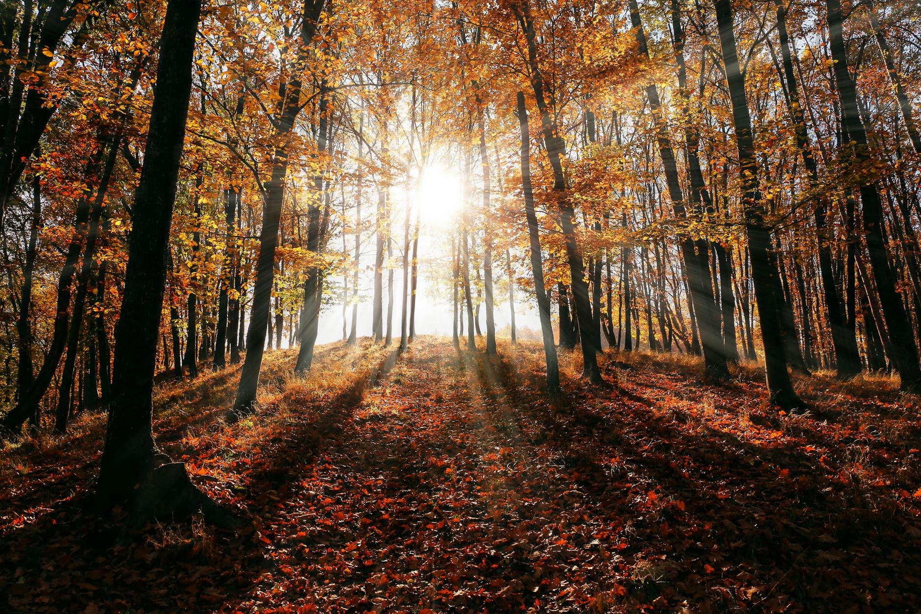 brown leaf trees on forest