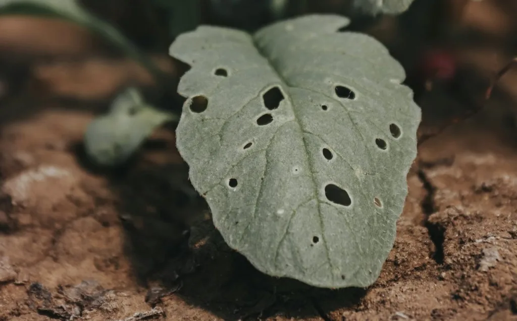 IMG_4264-1024x637 0.2. Cómo Hacer un Huerto Urbano Exitoso: Guía Completa desde Cero