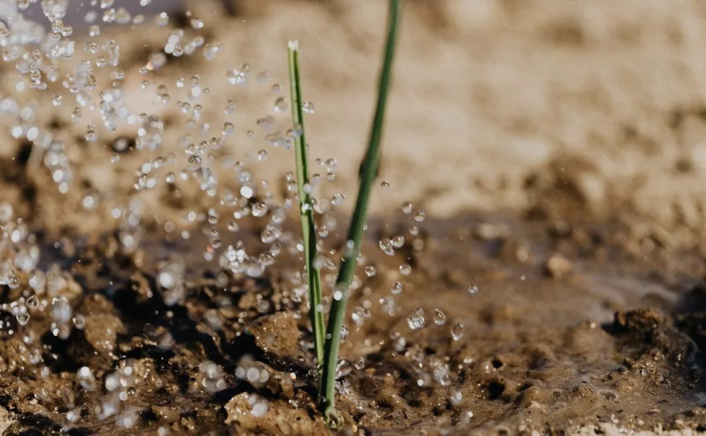 IMG_4271-1024x632 0.2. Cómo Hacer un Huerto Urbano Exitoso: Guía Completa desde Cero