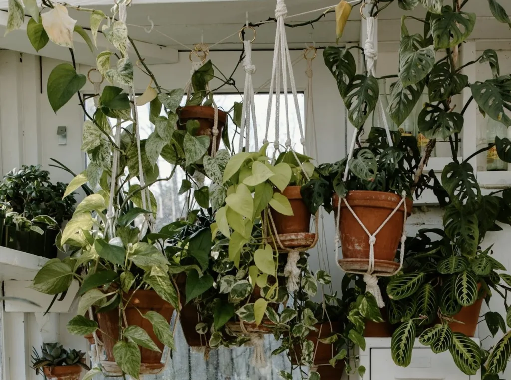 IMG_4276-1024x762 1. Cómo Preparar el Espacio Perfecto para tu Huerto Urbano