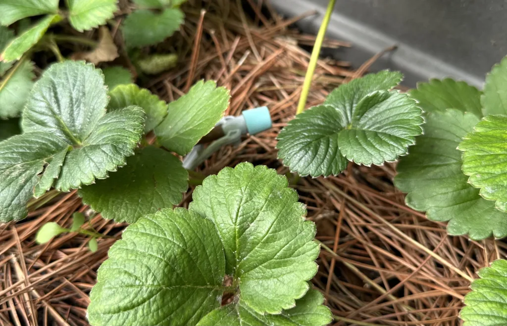 IMG_4280-1024x659 5. Cómo Establecer un Sistema de Riego Eficiente para tu Huerto Urbano