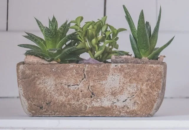 0.1. ¿Macetas o Jardineras para tu Huerto Urbano? Guía Completa para Elegir lo Mejor Según tus Cultivos img 4255 1