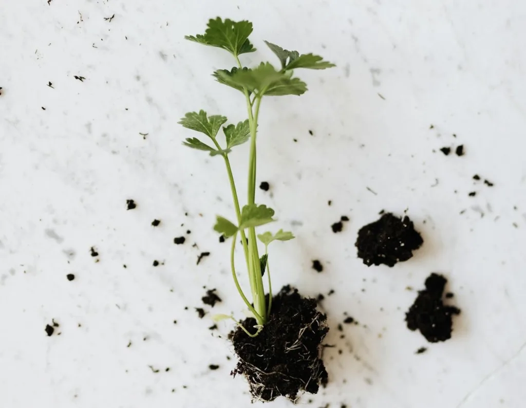 4. Guía para Sembrar y Transplantar: Consejos para un Jardín Saludable ilustración