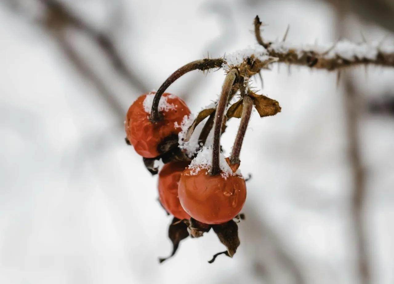 Qué Sembrar en Diciembre: Guía para Tu Huerto Invernal img 4434 1