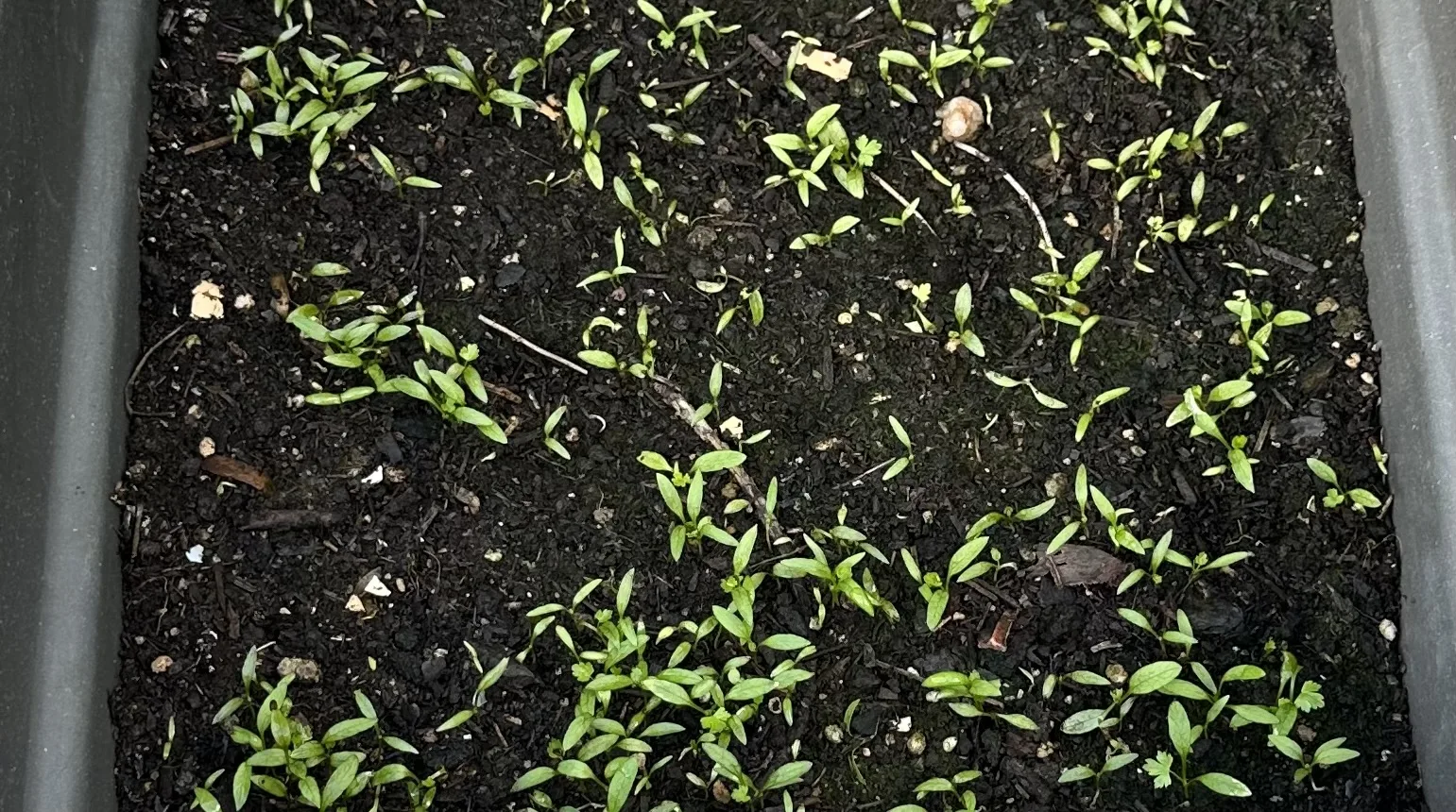 Qué Sembrar en Febrero: Guía para tu Huerto de Invierno Perejil