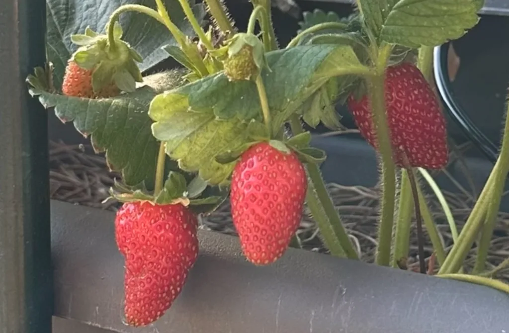 IMG_0534-1024x670 🌞 Curiosidades del mes de Julio: más allá del Sol y las Vacaciones